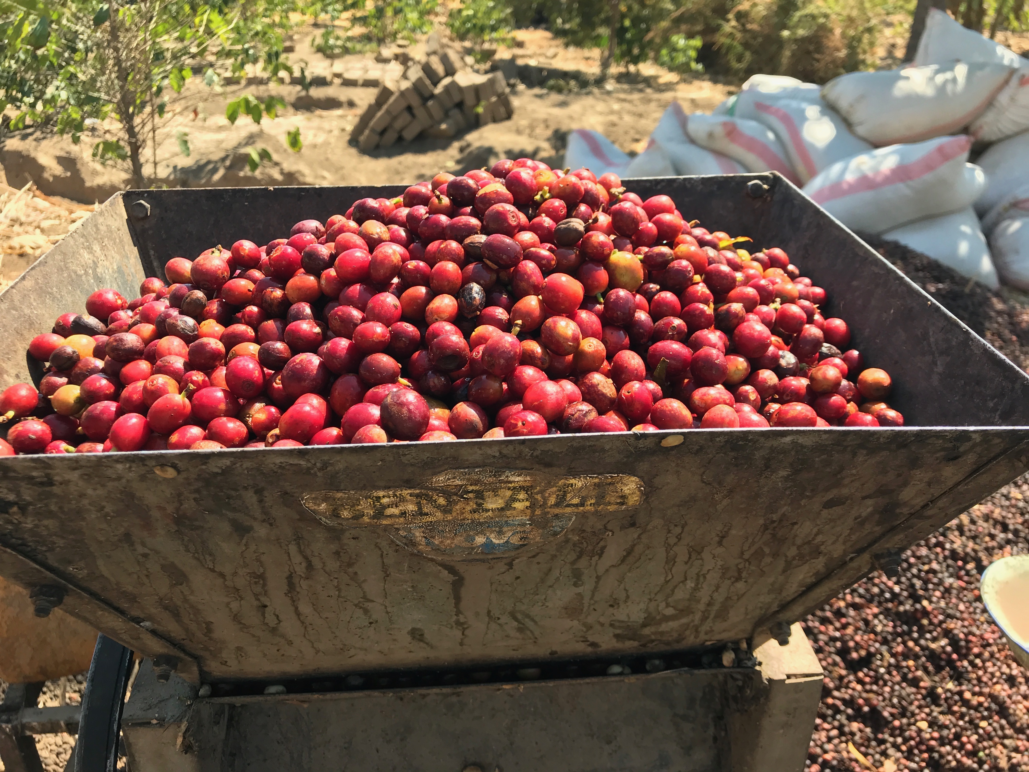 まなかなママ タンザニア生豆１２kg タンザニア 生豆 | 海ノ向こうコーヒー | 【生豆・卸】海ノ向こう